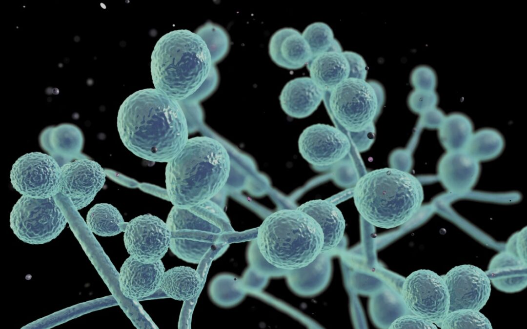Candida – Signs, Causes and Natural Remedies