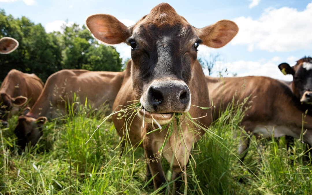 Why Buying Grass-Fed, Grass-Finished Beef from Local Farms Matters
