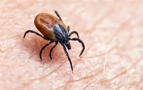 Tiny Bite, Big Problems: The Tick Explosion Happening This Year